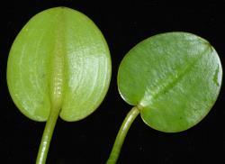 Hydrocleys nymphoides. Leaves, showing abaxial and adaxial sides (note the swollen midvein on the abaxial side of the leaf-blade).
 Image: K.A. Ford © Landcare Research 2020 CC BY 4.0
